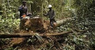 Réduction-des-forêts-ivoiriennes-lorbouor