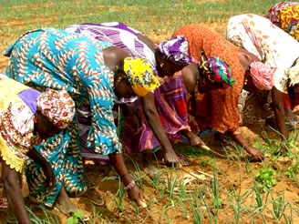 Coopératives Agricoles en Afrique