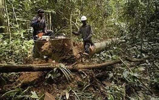 Réduction-des-forêts-ivoiriennes-lorbouor